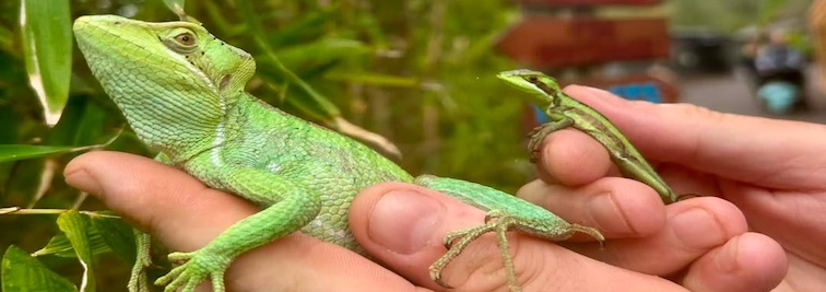 Exotic Zoo